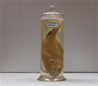 藏品(赤鯮)的圖片